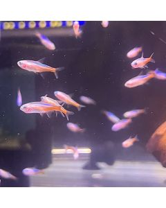 Albino Neon Tetra