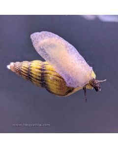Assassin Snails