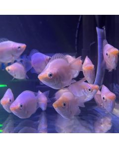 Balloon Kissing Gourami