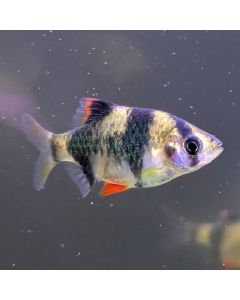 Tiger Barb