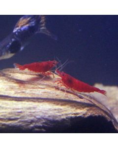Bloody Mary Shrimp