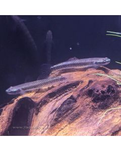 Blue Neon Goby
