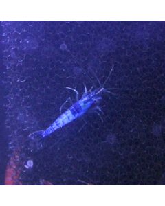 Blue Star Shrimp