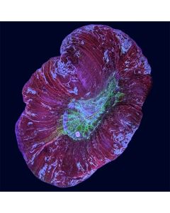 Trachyphyllia - Red Multicolor - C57