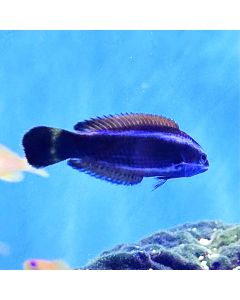 Chiseltooth Wrasse