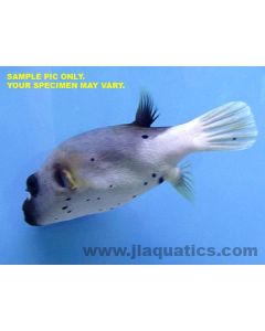 Dog Face Puffer (Asia Pacific)