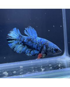 Betta - Plakat Avatar Sparkling - D10