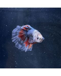 Betta - Halfmoon Candy - D12