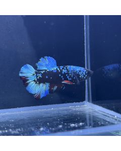 Betta - Plakat Avatar Sparkling - D17