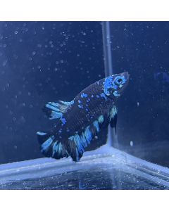 Betta - Plakat Avatar Sparkling - D23