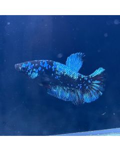 Betta - Plakat Avatar Sparkling - D24