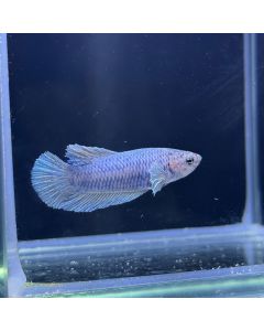 Betta - Plakat Dumbo Ear - D2