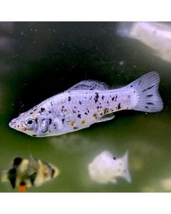 Dalmatian Molly