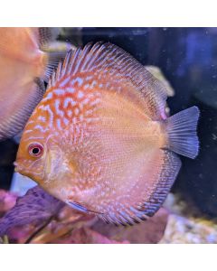 Pigeon Snakeskin Discus