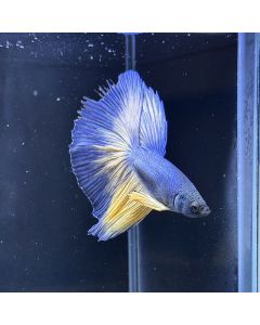 Betta - Halfmoon Mustard - E27