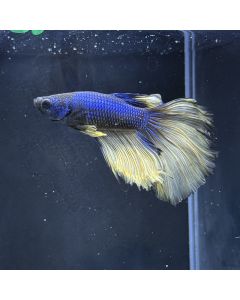 Betta - Halfmoon Mustard- E28