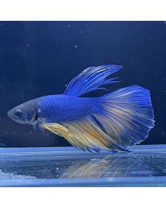 Betta - Halfmoon Mustard - E29