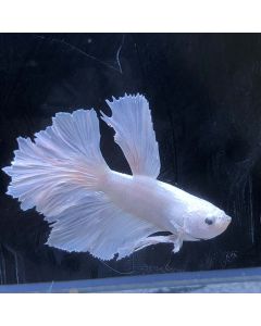 Betta - Halfmoon - E32