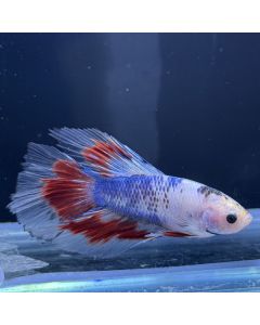 Betta - Halfmoon Candy - E8