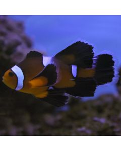 Buy Mocha Longfin Clownfish (Tank Raised) in Canada for as low as 175.45