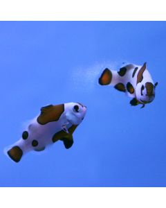 Buy Mocha Storm Clownfish (Tank Raised) in Canada for as low as 115.95