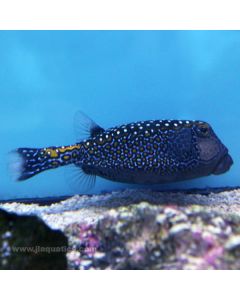 Buy Blue Spot Boxfish - Male (South Pacific) in Canada for as low as 178.45