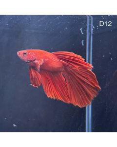 Betta - Halfmoon Super Red - D12