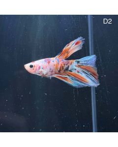 Betta - Halfmoon Red Koi - D2