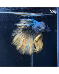 Betta - Halfmoon Mustard - D26