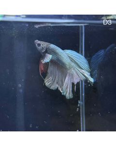 Betta - Halfmoon Copper Solid - D3