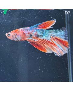 Betta - Halfmoon Red Koi - D7