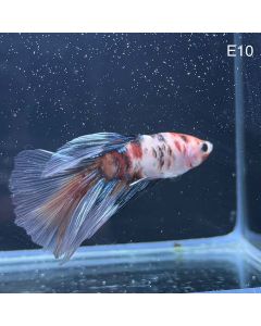 Betta - Halfmoon Candy - E10