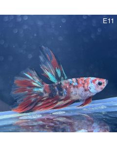 Betta - Halfmoon Candy - E11