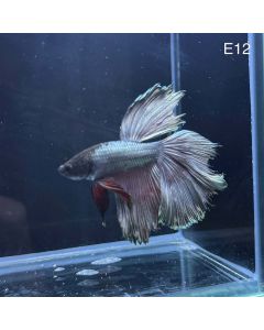 Betta - Halfmoon Copper Solid - E12