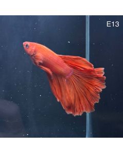 Betta - Halfmoon Super Red - E13