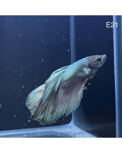 Betta - Halfmoon Copper Solid - E21