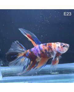 Betta - Halfmoon Candy - E23