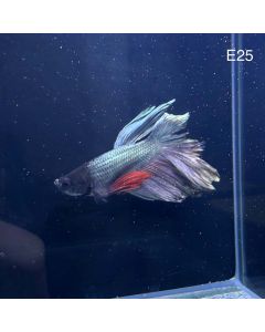 Betta - Halfmoon Copper Solid - E25