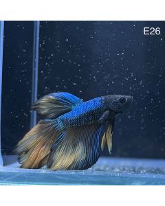 Betta - Halfmoon Mustard - E26