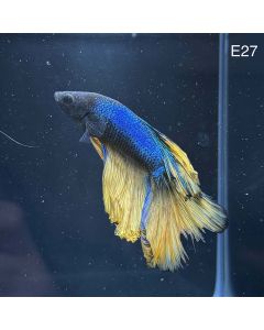 Betta - Halfmoon Mustard - E27