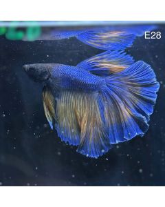 Betta - Halfmoon Mustard - E28