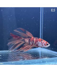 Betta - Halfmoon Red Koi - E3