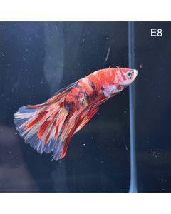 Betta - Halfmoon Red Koi - E8