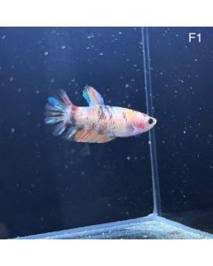 Betta - Halfmoon Plakat Female - F1