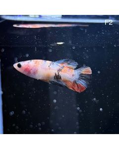 Betta - Halfmoon Plakat Female - F2