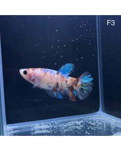 Betta - Halfmoon Plakat Female - F3