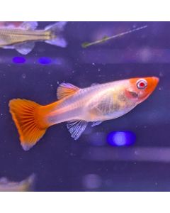 Female Guppy - Assorted