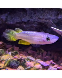 Golden Panchax Killifish