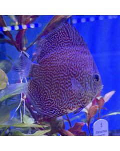 Leopard Panthera Discus