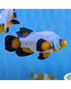 Flurry Longfin Clownfish